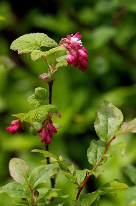 Ribes sanguineum2