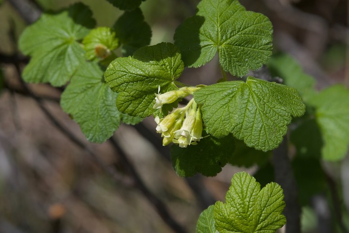 Ribes viscosissimum a