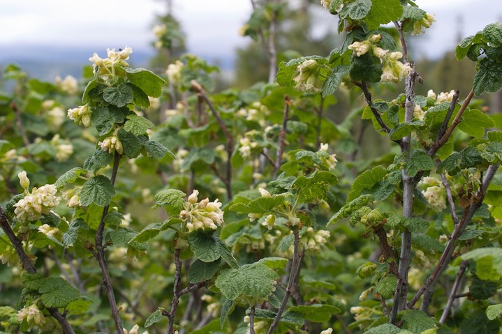 Ribes viscosissimum1