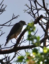 Roadside Hawk at Rio Bec