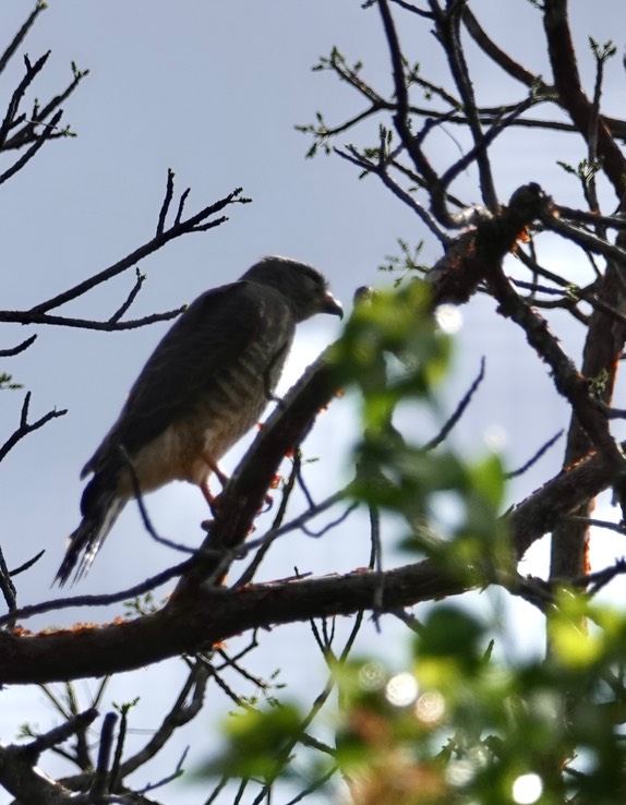 Roadside Hawk at Rio Bec