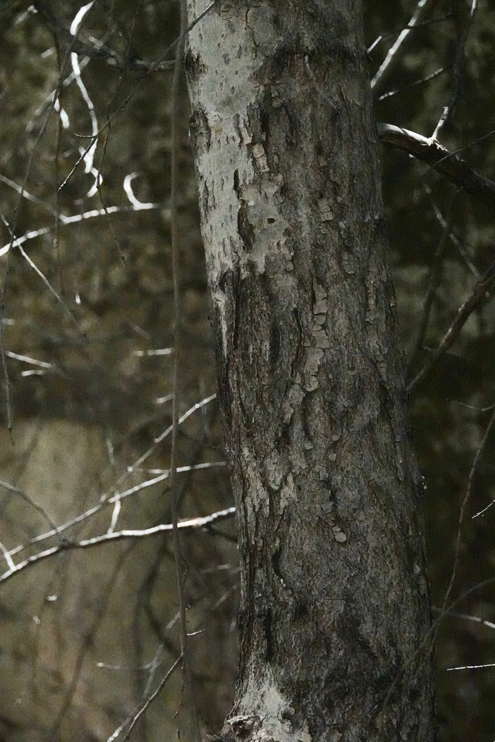 Salix gooddingii, Goodding's Willow     2