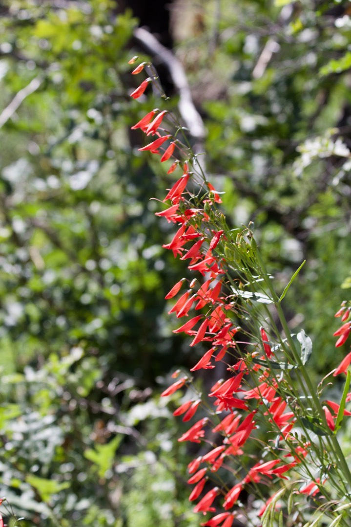 Scarlet Penstemon - Penstemon barbatus2