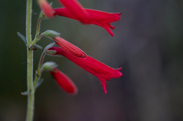 Scarlet Penstemon - Penstemon torreyi