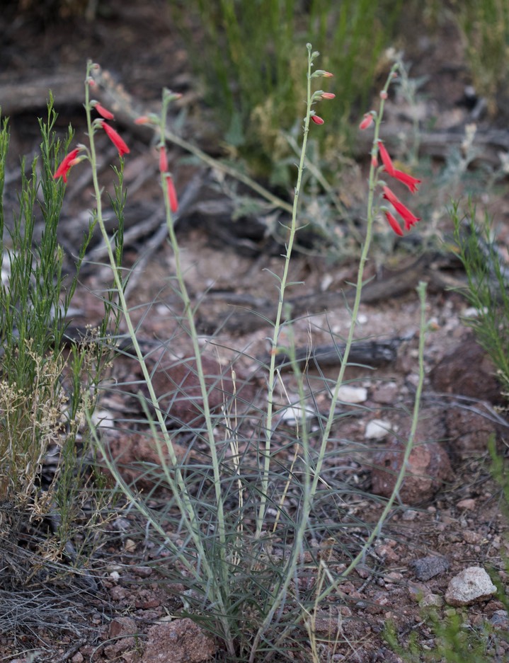 Scarlet Penstemon - Penstemon barbatus torreyi2