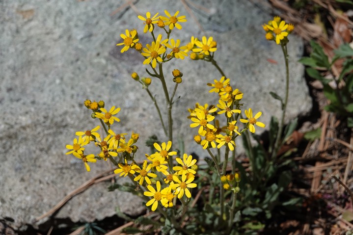  Senecio wootonii, Wooton's Groundsel   Trail 135, 4-18c