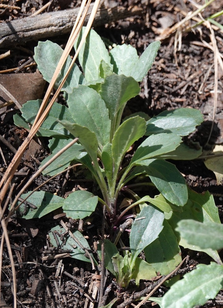  Senecio wootonii, Wooton's Groundsel   Trail 135, 4-18b