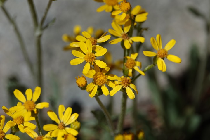  Senecio wootonii, Wooton's Groundsel   Trail 135, 4-18d