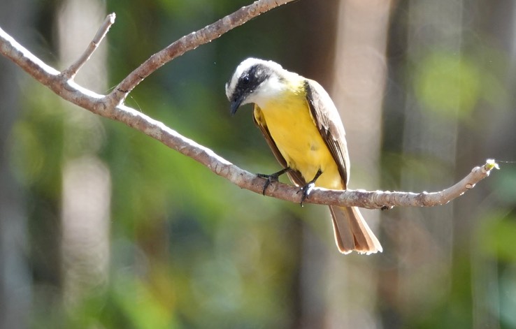 Social Flycatcher Myiozetetes similis    3