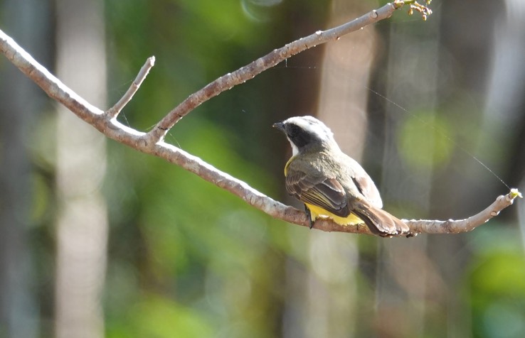 Social Flycatcher Myiozetetes similis    4