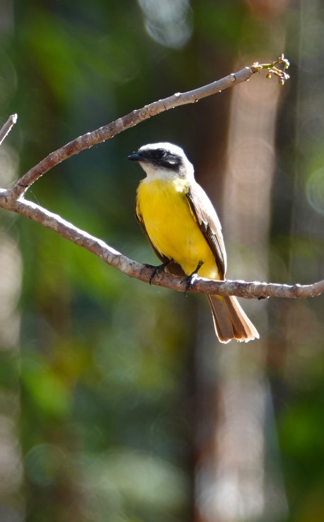 Social Flycatcher Myiozetetes similis    1