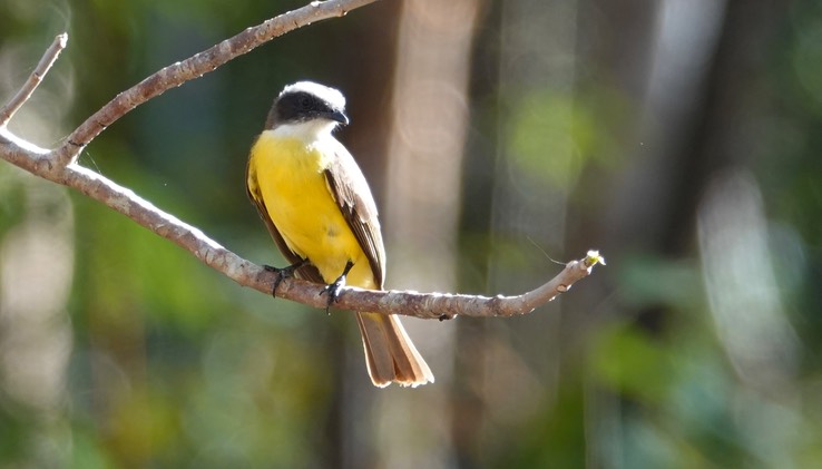 Social Flycatcher Myiozetetes similis    2