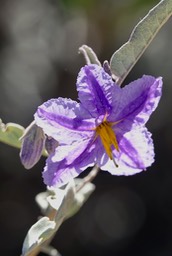 Solanum hindsianum, Baja California Nightshade, Mesa del Carmen, Baja California