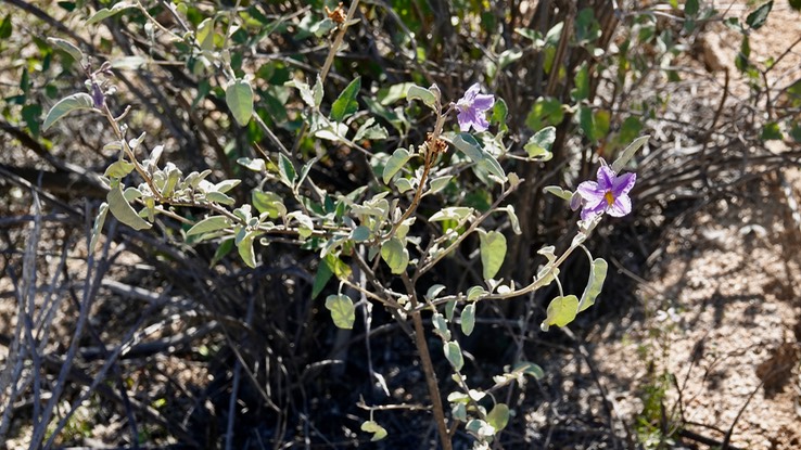 Solanum hindsianum, Baja California Nightshade, Mesa del Carmen, Baja California (2)