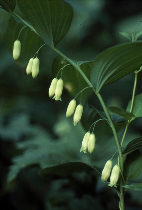 Solomon Seal 120