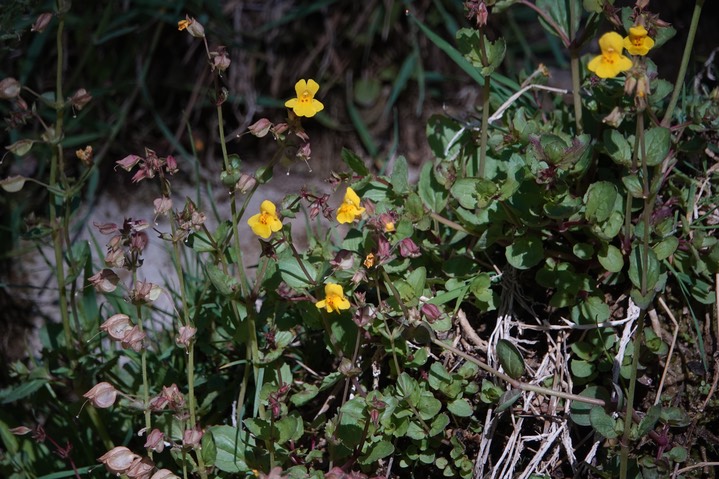 South Percha Creek, Black Range - Drummond Canyon