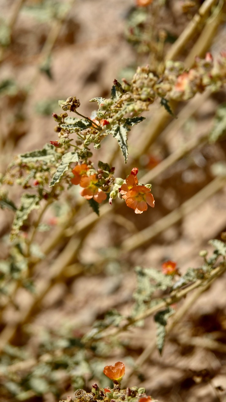 Sphaeralcea, Baja California1