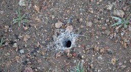 Spider burrow, Bahia de los Angeles, Baja California