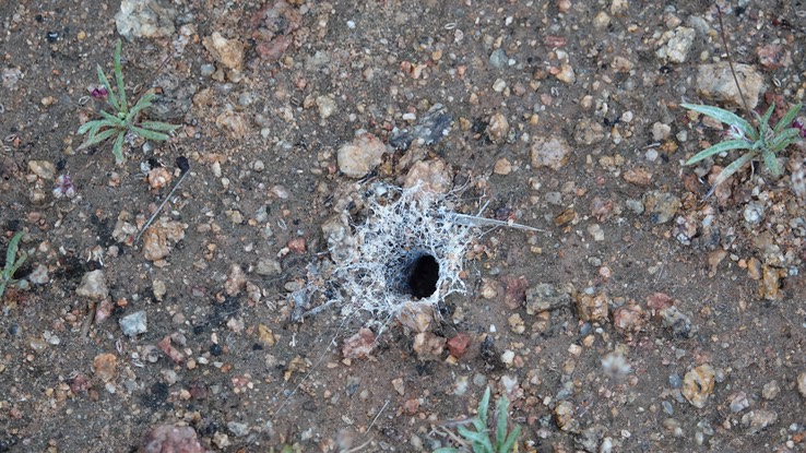 Spider burrow, Bahia de los Angeles, Baja California