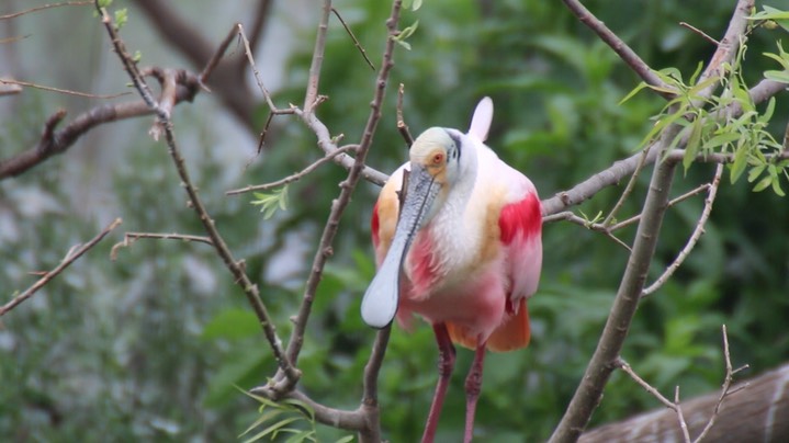 Spoonbill, Roseate (Texas) 3