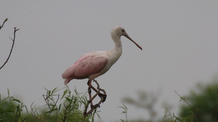 Spoonbill, Roseate (Texas)