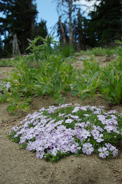 spreading phlox Phlox diffusa 