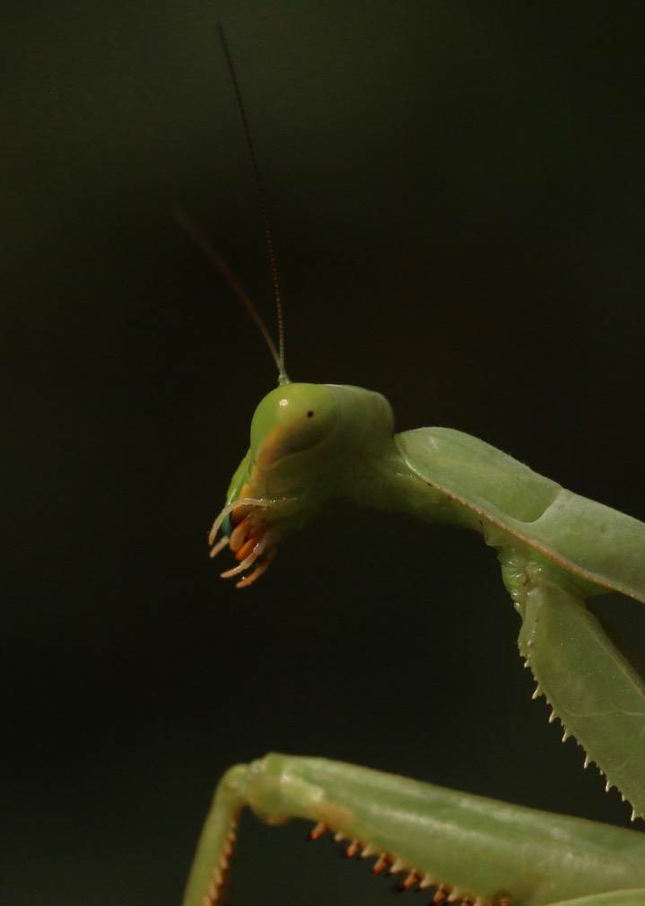 Stagmomantis limbata, Bordered Mantis Female b