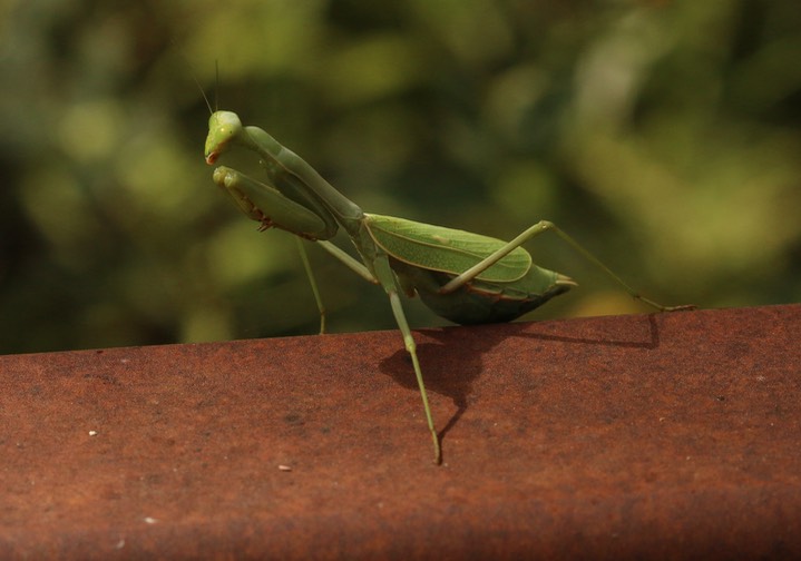 Stagmomantis limbata, Bordered Mantis Female