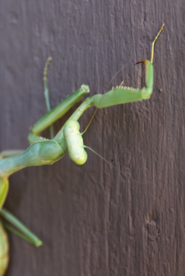 Stagmomantis limbata, Bordered Mantis Female