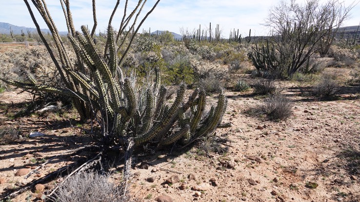 Stenocereus gummmosus, Galloping Cactus,  Baja 12