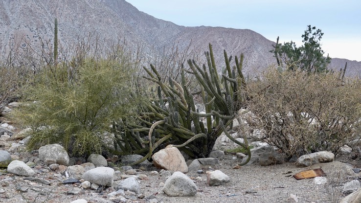 Stenocereus gummmosus, Galloping Cactus,  Near Bahia de los Angeles, Baja California Bahia de los Angeles, Baja California