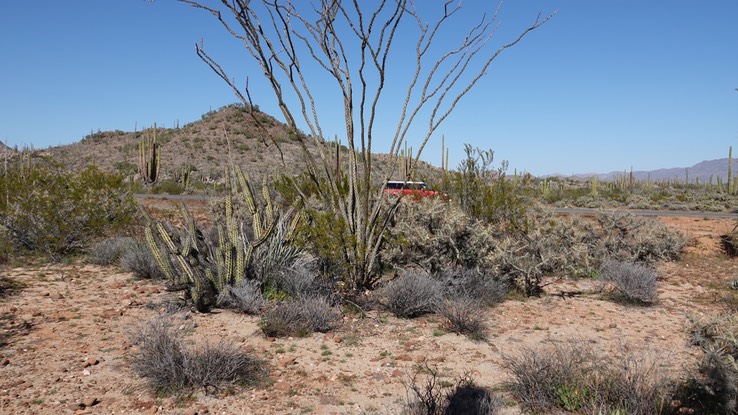 Stenocereus gummmosus, Galloping Cactus,  Near Bahia de los Angeles, Baja California