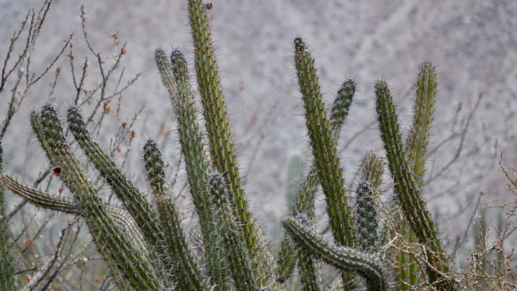 Stenocereus gummmosus, Galloping Cactus,   sNear Bahia de los Angeles, Baja California