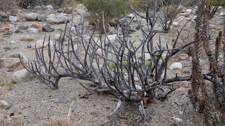 Stenocereus gummosus, Galloping Cactus, Bahia de los Angeles, Baja California (2)