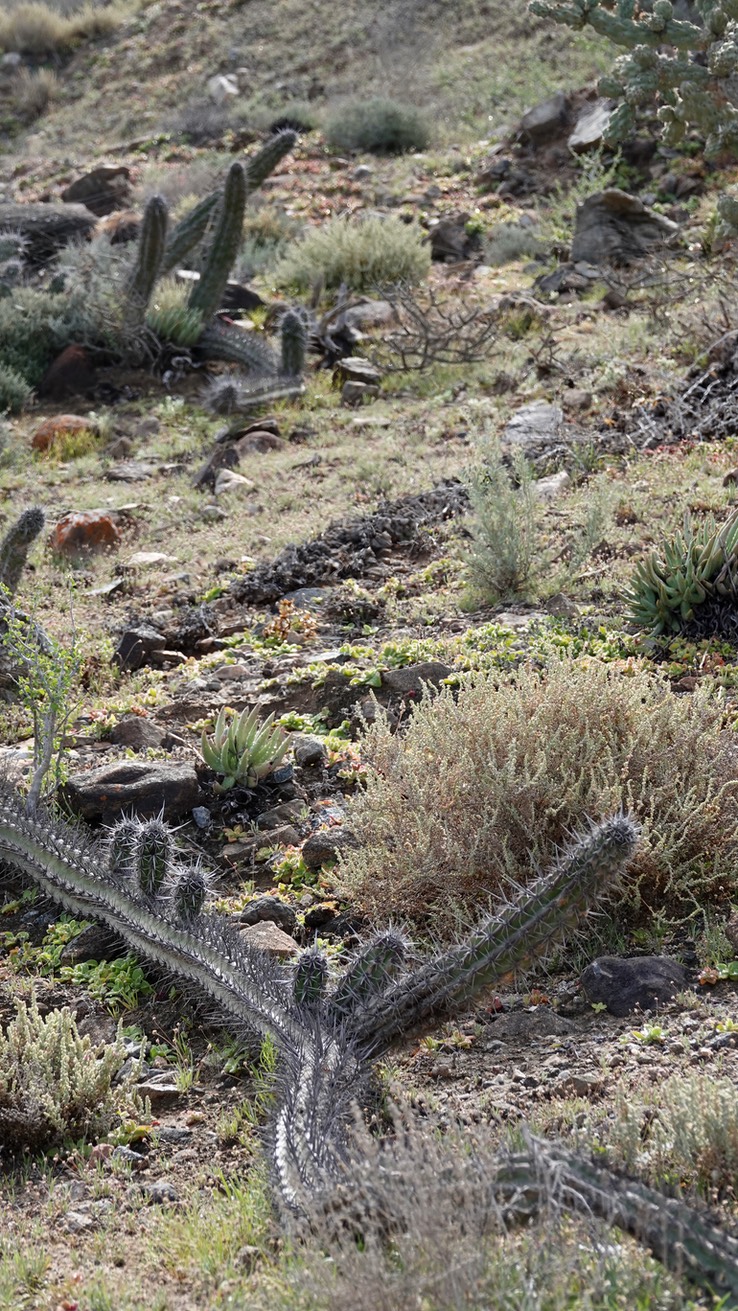 Stenocereus gummosus, Galloping Cactus, Baja California