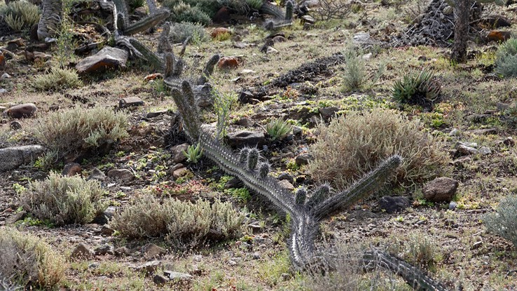 Stenocereus gummosus, Galloping Cactus, Baja California (1)