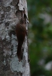 Streak-headed Woodcreeper, Lepidocolaptes souleyetii Chicanná, Campeche, Mexico