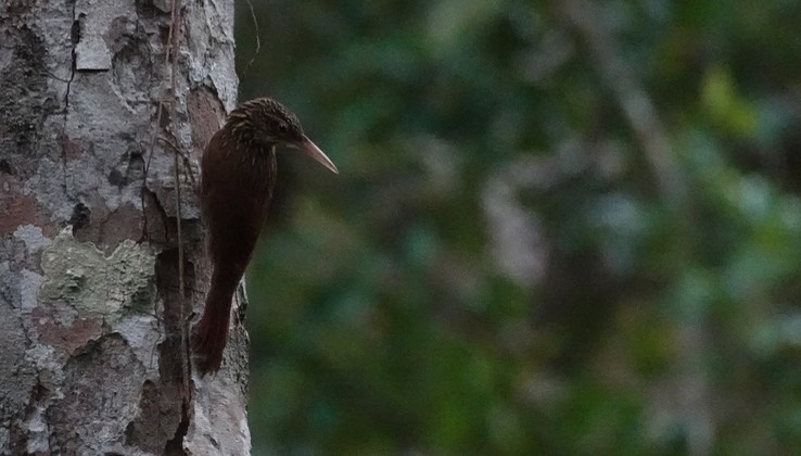 Streak-headed Woodcreeper, Lepidocolaptes souleyetii Chicanná, Campeche, Mexico (3)