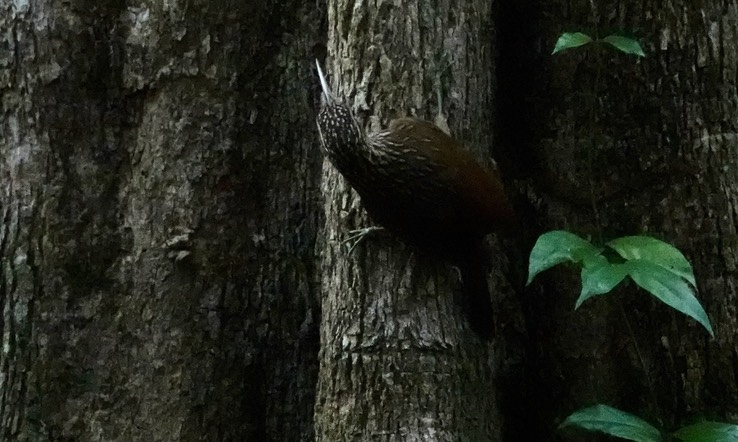 Streak-headed Woodcreeper, Lepidocolaptes souleyetii Chicanná, Campeche, Mexico (4)