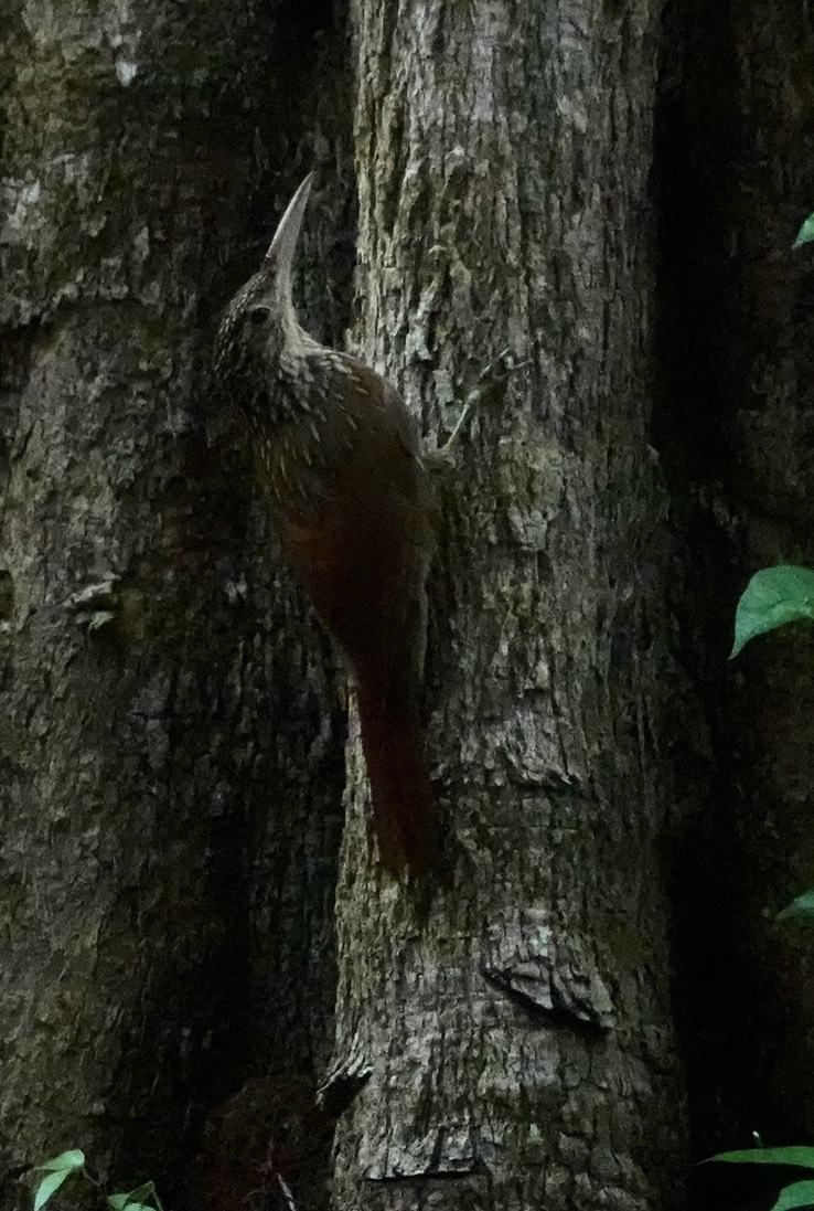Streak-headed Woodcreeper, Lepidocolaptes souleyetii Chicanná, Campeche, Mexico (5)