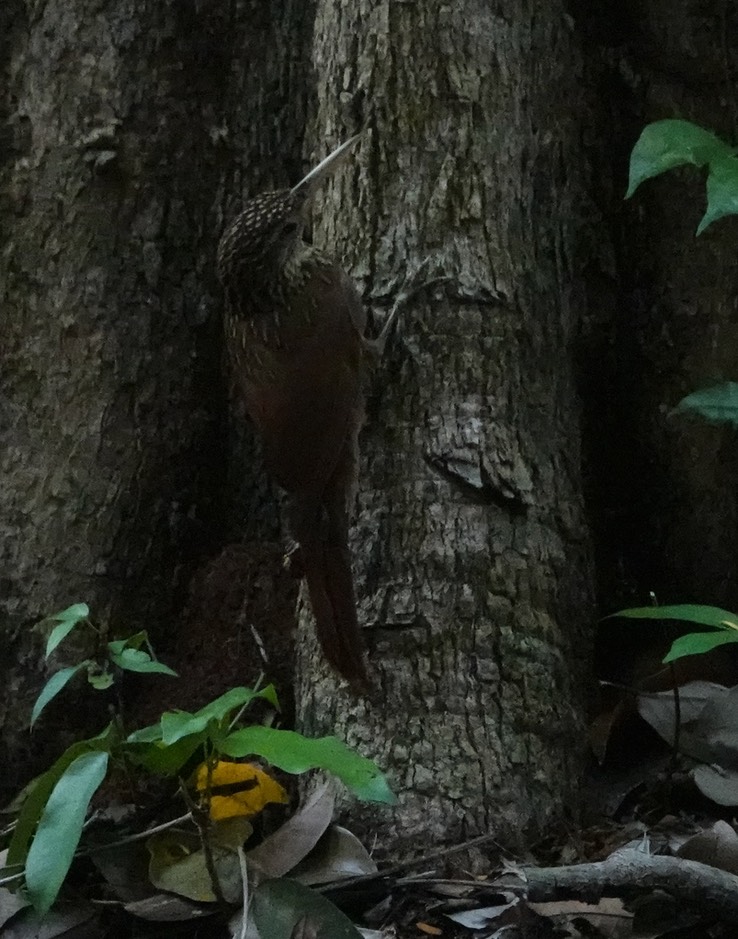 Streak-headed Woodcreeper, Lepidocolaptes souleyetii Chicanná, Campeche, Mexico (6)