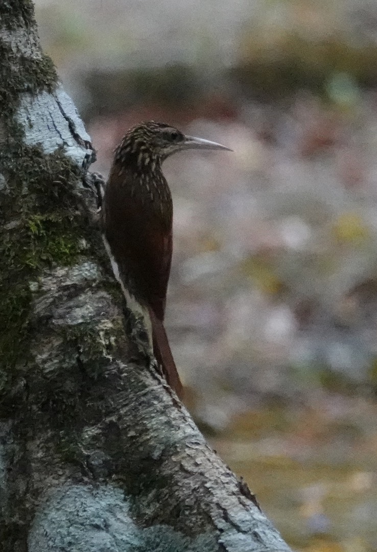 Streak-headed Woodcreeper, Lepidocolaptes souleyetii Chicanná, Campeche, Mexico
