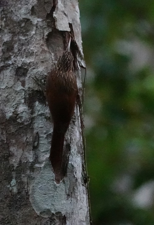 Streak-headed Woodcreeper, Lepidocolaptes souleyetii Chicanná, Campeche, Mexico