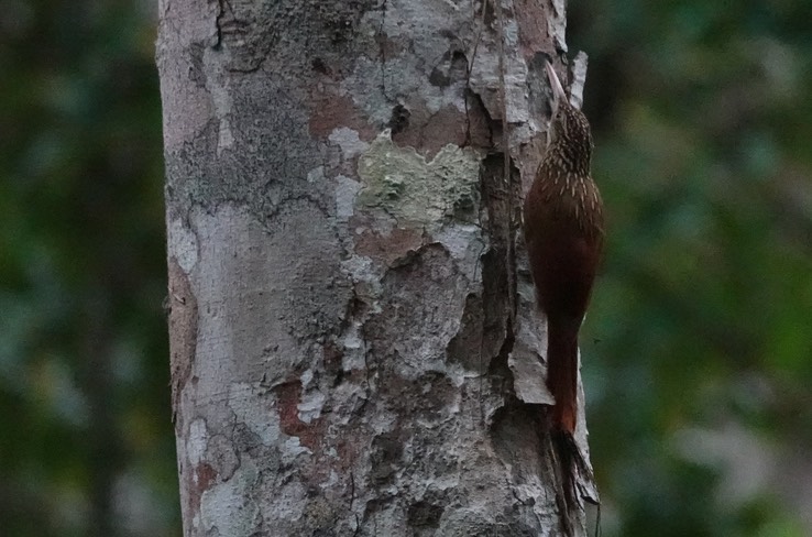 Streak-headed Woodcreeper, Lepidocolaptes souleyetii Chicanná, Campeche, Mexico (2)