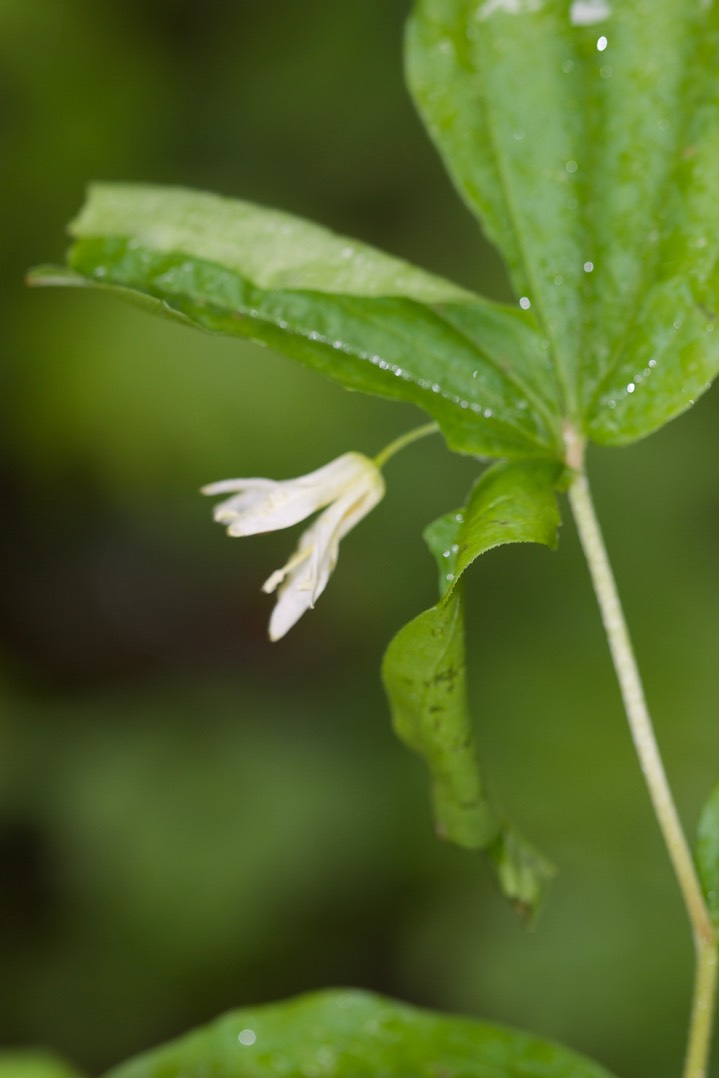 Streptopus amplexifolius3