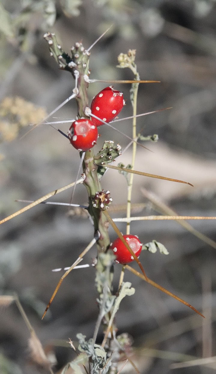 Tasajillo, Opuntia leptocaulis 2 Big Bend National Park, Texas