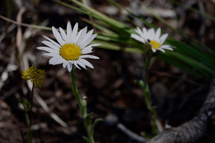 Townsendia formosa, Smooth Townsend Daisy d