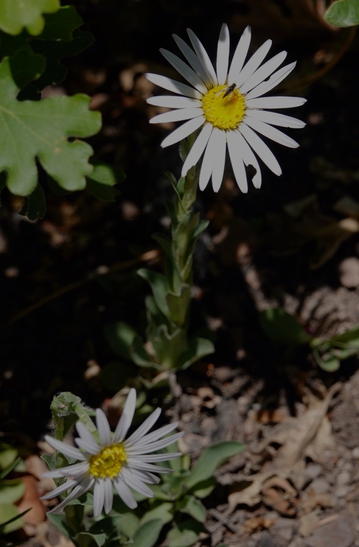 Townsendia formosa, Smooth Townsend Daisy a