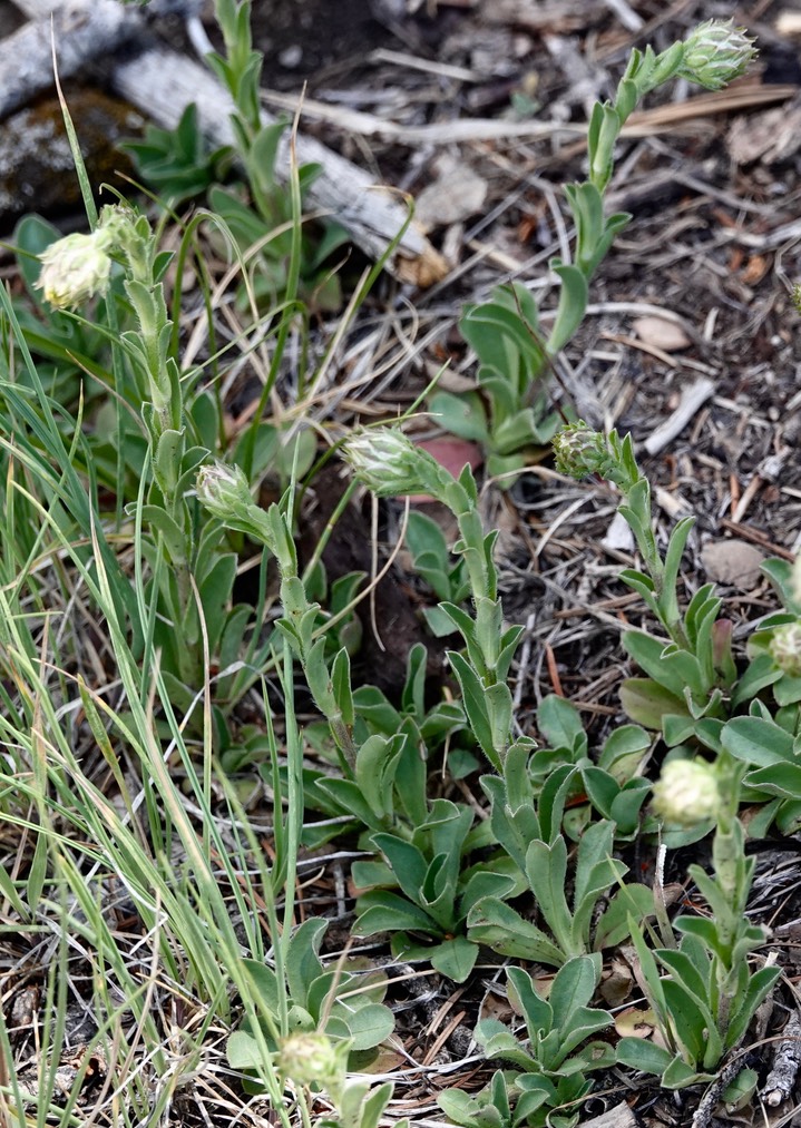 Townsendia formosa, Smooth Townsend Daisy e