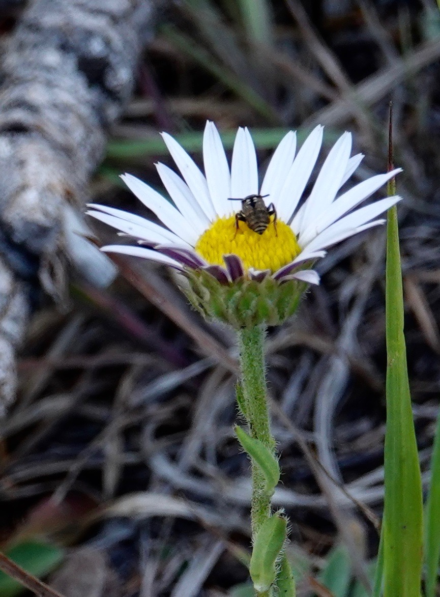 Townsendia formosa, Smooth Townsend Daisy